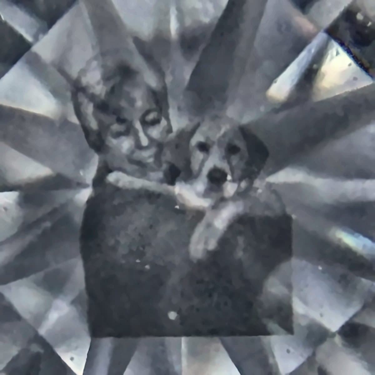 Gravierter Diamant unter der Lupe — Porträt einer Frau mit ihrem Hund